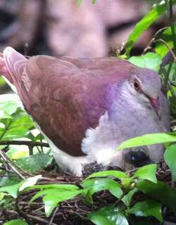 紫鹑鸠 / Violaceous Quail-Dove / Geotrygon violacea
