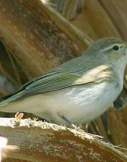 东柳莺 / Eastern Bonelli’s Warbler / Phylloscopus orientalis