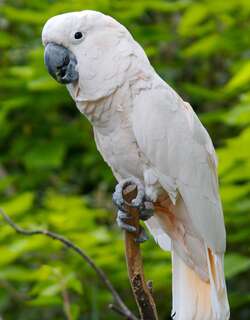 橙冠凤头鹦鹉 / Salmon-crested Cockatoo / Cacatua moluccensis