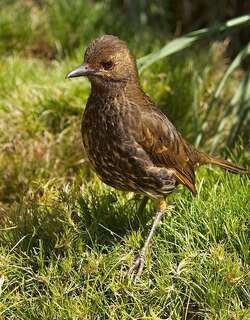 特里斯坦鸫 / Tristan Thrush / Turdus eremita