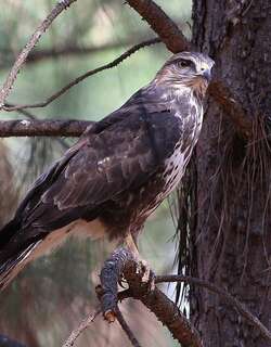 林鵟 / Forest Buzzard / Buteo trizonatus
