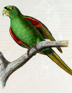 波多黎各鹦鹉 / Puerto Rican Parakeet / Psittacara maugei