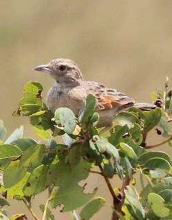 安哥拉歌百灵 / Angolan Lark / Mirafra angolensis