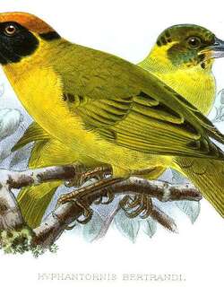 伯氏织雀 / Bertram’s Weaver / Ploceus bertrandi