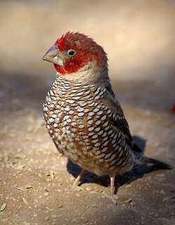 红头环喉雀 / Red-headed Finch / Amadina erythrocephala