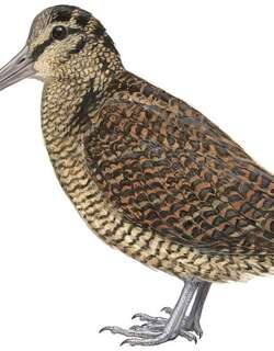 菲律宾丘鹬 / Bukidnon Woodcock / Scolopax bukidnonensis