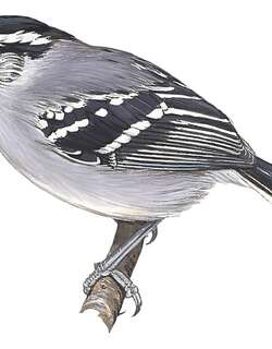 灰喉蚁鹩 / Ash-throated Antwren / Herpsilochmus parkeri