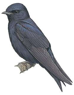 秘鲁崖燕 / Peruvian Martin / Progne murphyi