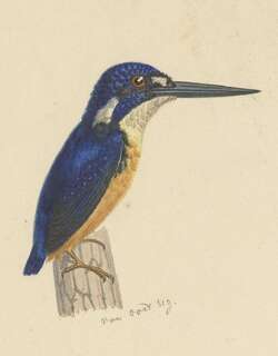 巴布亚三趾翠鸟 / Papuan Dwarf Kingfisher / Ceyx solitarius