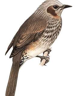 栗耳短脚鹎 / Brown-eared Bulbul / Hypsipetes amaurotis