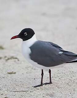 笑鸥 / Laughing Gull / Leucophaeus atricilla