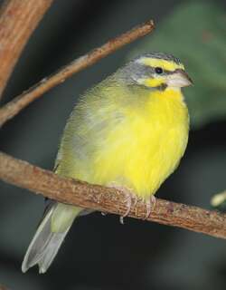 黄额丝雀 / Yellow-fronted Canary / Crithagra mozambica