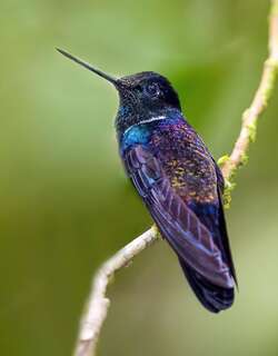 黑星额蜂鸟 / Black Inca / Coeligena prunellei