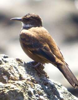 海滨抖尾地雀 / Chilean Seaside Cinclodes / Cinclodes nigrofumosus