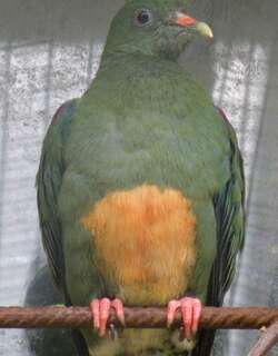 橙腹果鸠 / Orange-bellied Fruit Dove / Ptilinopus iozonus