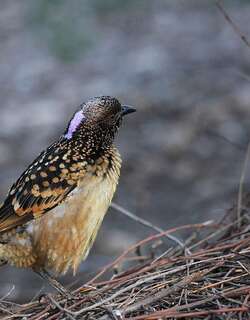 西大亭鸟 / Western Bowerbird / Chlamydera guttata
