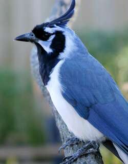 黑喉鹊鸦 / Black-throated Magpie-Jay / Calocitta colliei