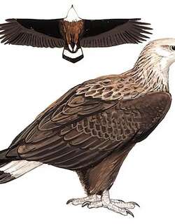 玉带海雕 / Pallas’s Fish Eagle / Haliaeetus leucoryphus