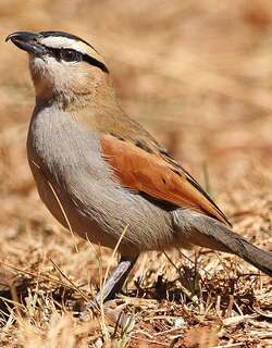 黑头红翅伯劳 / Black-crowned Tchagra / Tchagra senegalus