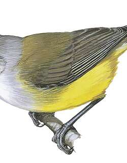 萨氏孤莺 / Salvadori’s Eremomela / Eremomela salvadorii