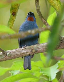 橙喉雀 / Orangequit / Euneornis campestris