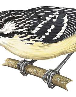 须蚁鹩 / Moustached Antwren / Myrmotherula ignota