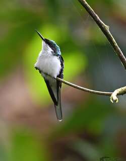 紫冠仙蜂鸟 / Purple-crowned Fairy / Heliothryx barroti