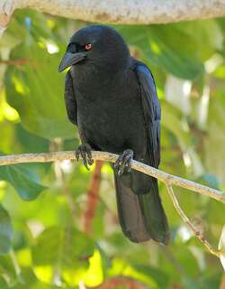 美洲白颈鸦 / White-necked Crow / Corvus leucognaphalus