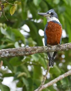 棕腹鱼狗 / Ringed Kingfisher / Megaceryle torquata