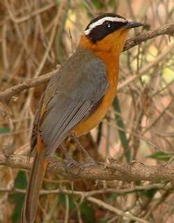 白眉歌䳭 / White-browed Robin-Chat / Cossypha heuglini