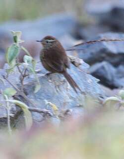 线额卡纳灶鸟 / Line-fronted Canastero / Asthenes urubambensis
