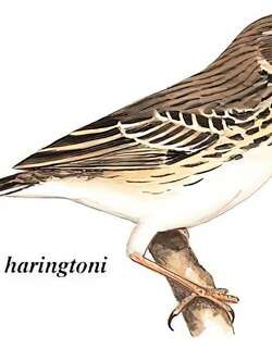 林鹨 / Tree Pipit / Anthus trivialis