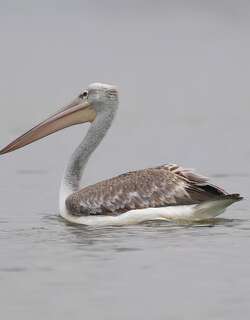 粉红背鹈鹕 / Pink-backed Pelican / Pelecanus rufescens