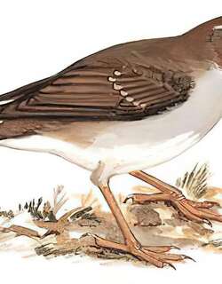 褐头鸫 / Grey-sided Thrush / Turdus feae