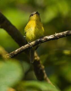 华丽斑翅霸鹟 / Handsome Flycatcher / Nephelomyias pulcher