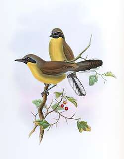 黄喉噪鹛 / Yellow-throated Laughingthrush / Pterorhinus galbanus