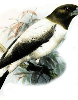 白背燕鵙 / Ivory-backed Woodswallow / Artamus monachus