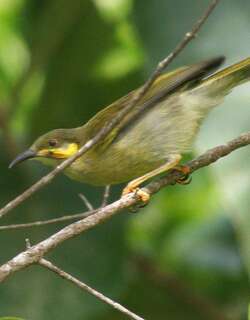 肉垂吸蜜鸟 / Polynesian Wattled Honeyeater / Foulehaio carunculatus