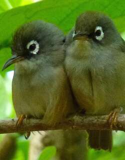 毛里求斯绣眼鸟 / Mauritius Olive White-eye / Zosterops chloronothos