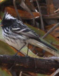 黑冠雀霸鹟 / Black-crested Tit-Tyrant / Anairetes nigrocristatus