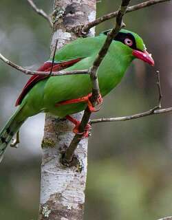 婆罗洲绿鹊 / Bornean Green Magpie / Cissa jefferyi