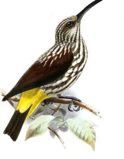 怀氏捕蛛鸟 / Whitehead’s Spiderhunter / Arachnothera juliae