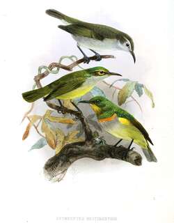 绿食蜜鸟 / Grey-chinned Sunbird / Anthreptes rectirostris