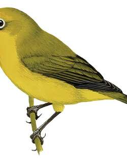 奔巴绣眼鸟 / Pemba White-eye / Zosterops vaughani