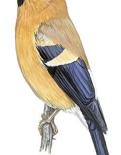 橙色灰雀 / Orange Bullfinch / Pyrrhula aurantiaca