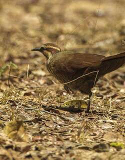 白胸拟鹑 / White-breasted Mesite / Mesitornis variegatus