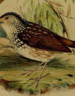 纹鹪鹛 / Striped Wren-Babbler / Kenopia striata