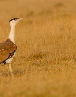 黑冠鹭鸨 / Great Indian Bustard / Ardeotis nigriceps
