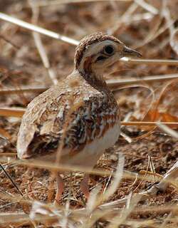 白翅三趾鹑 / Quail-plover / Ortyxelos meiffrenii
