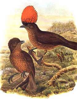 纹园丁鸟 / Streaked Bowerbird / Amblyornis subalaris